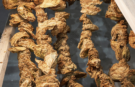 行业抽烟叶干枯用一根绳子勾上木林衣架以烘干烟草加工的常规方式叶子图片
