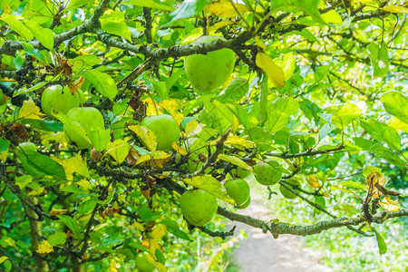 分支健康挂在苹果树枝上的绿苹果植物图片