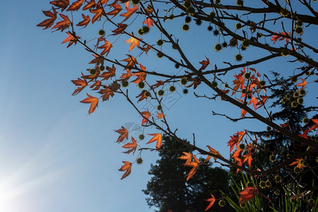 环境金子自然树枝上的白秋叶图片