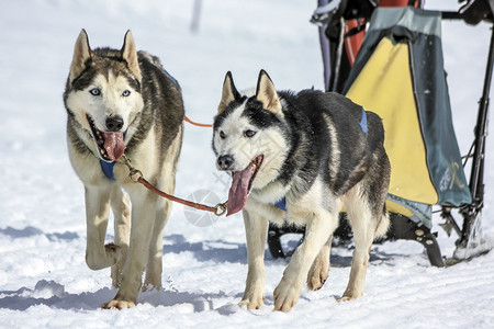 自然冬天赛速中的两只雪橇狗瑞士摩斯美丽图片