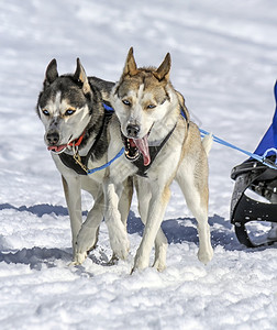 赛车白色的蓝赛速中两只雪橇狗瑞士摩斯图片