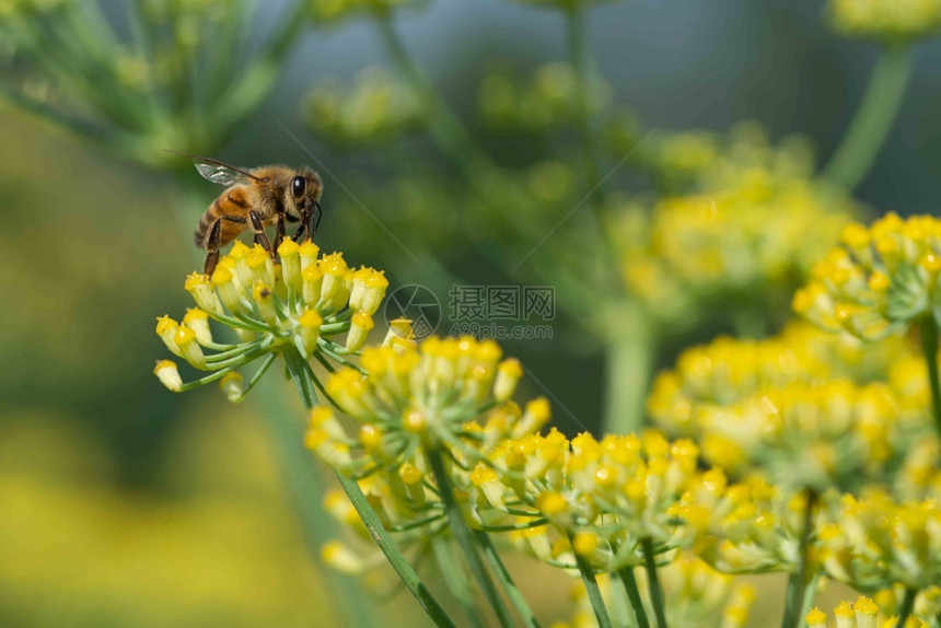 花朵授粉的Honeybesapismellifera在自然背景下为茴香花授粉蜜蜂为茴香花授粉夏天图片