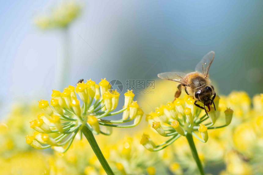 眼睛工人Honeybesapismellifera在自然背景下为茴香花授粉蜜蜂为茴香花授粉植物图片