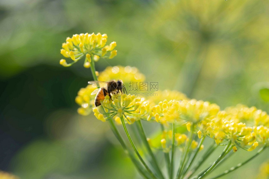 花粉蜜蜂Honeybesapismellifera在自然背景下为茴香花授粉蜜蜂为茴香花授粉的图片
