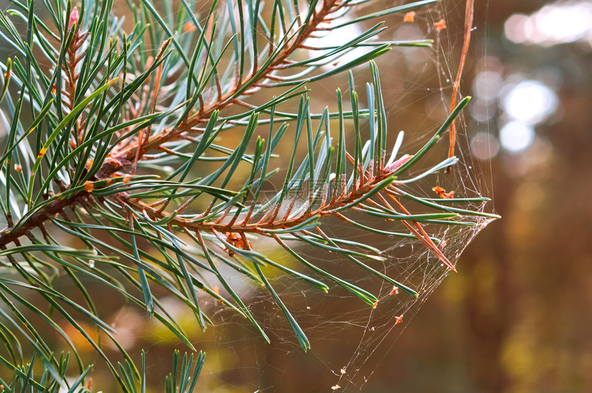 植物针叶蜘蛛网中的枞树枝九月上的蜘蛛网九月树上的蜘蛛网中的枞树枝冷杉图片