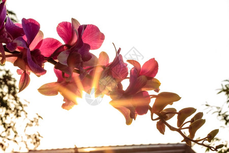 植物科夕阳下的紫兰花自然斑图片