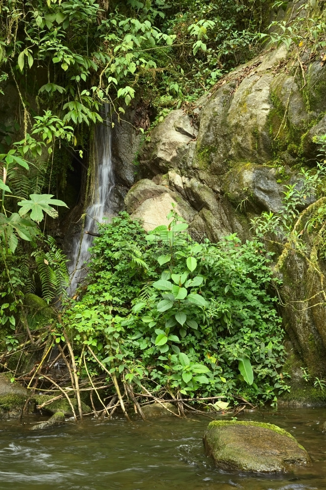 在厄瓜多尔靠近小城镇里奥佛得角的云林中一个小自然池塘里在小瀑布上环绕着周围有岩石和红绿植被靠近小城镇RioVerde叶子森林植物图片