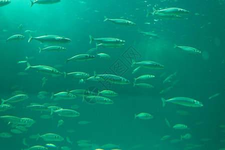 阿尔滕堡团体水族馆里的鱼群水族馆里的鱼群有绿色水荒野松石插画