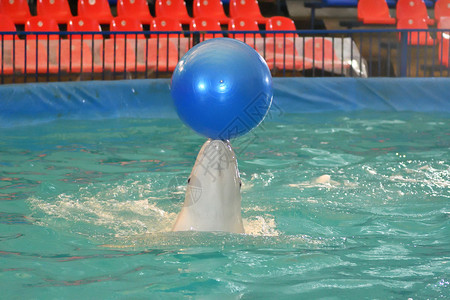 海豚表演球图片