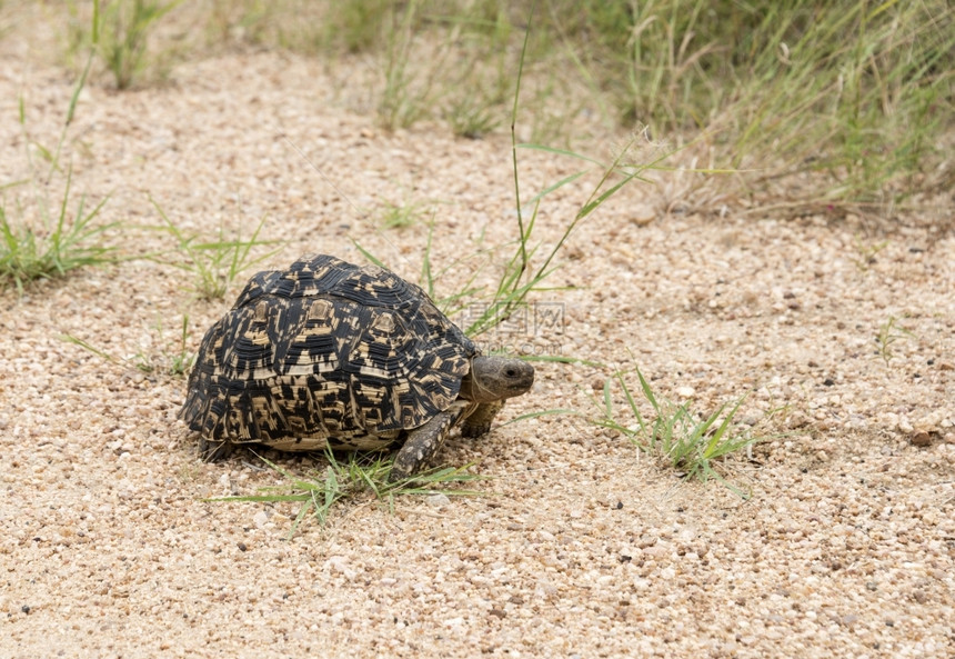 贝壳盾脊椎动物南非克鲁格公园路口横穿南非克鲁格公园的乌龟图片