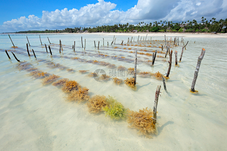 冷静的旅行桑给巴尔岛沿海水域清澈的藻养殖洋图片
