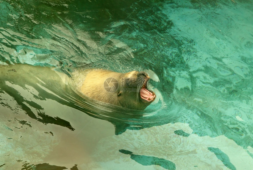 生物大海狮在里游动哺乳物水下图片