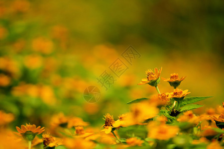 黄色的快乐花园中黄图片