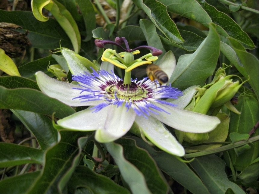 生活昆虫绿色在绽放巴西maraquja和蜜蜂的西番莲图片