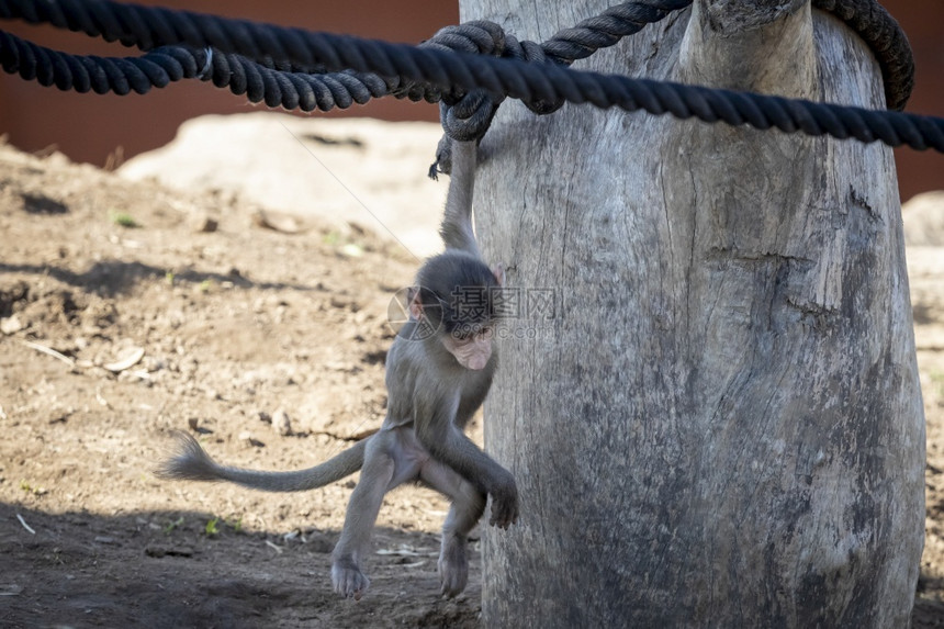 婴儿哈马德拉斯巴布恩在木制结构上玩耍牙齿猴独自的图片