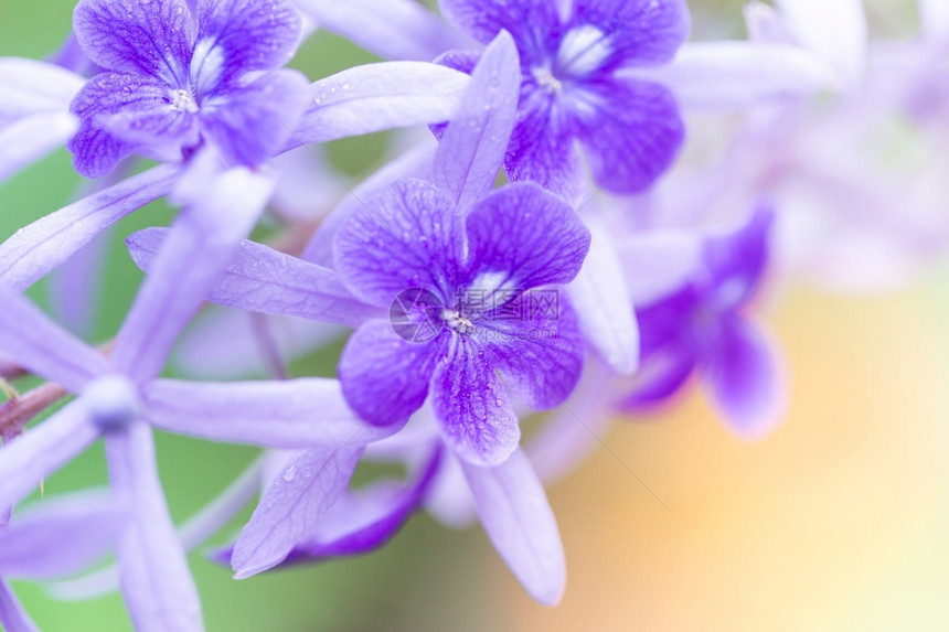 美丽的紫花圈藤或背景模糊的树枝花卉朵含色户外绿浪漫的图片