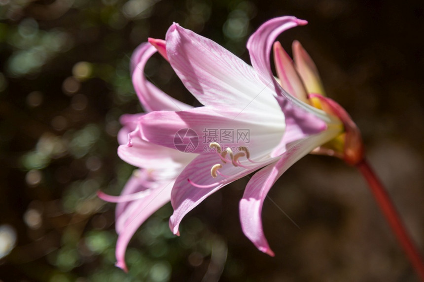 植物大黄蜂收集花蜜在紫白百合花中飞自然图片