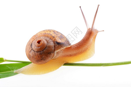 螺旋夏天害虫绿叶上的小棕色蜗牛高清图片
