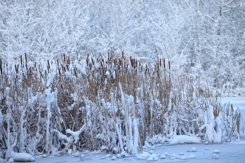 芦苇雪覆盖的湖泊露天雪中的草丛自然场景图片