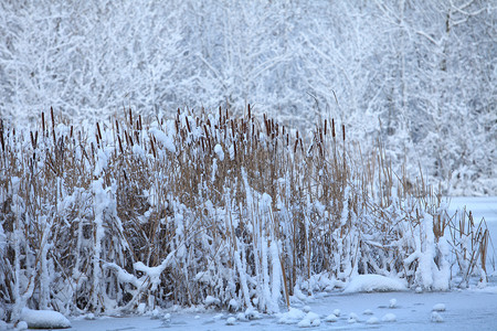 芦苇雪覆盖的湖泊露天雪中的草丛自然场景图片