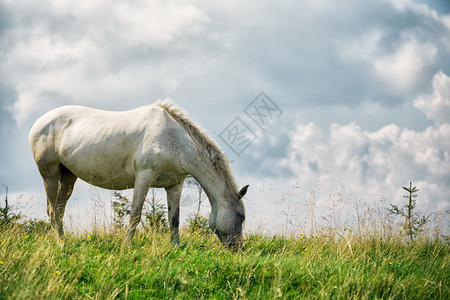 夏天在下面白马一片阴云的天空下绿草地上白马在一片绿草地上农场图片