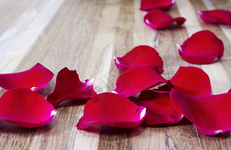 木本底的红玫瑰花瓣冠女墙纸图片