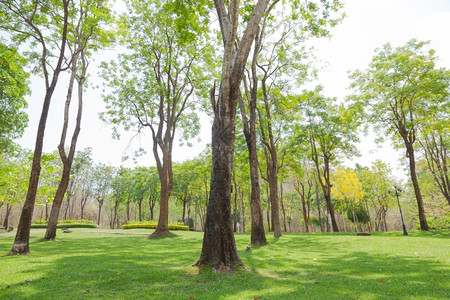 城市草地公园的树木被植在草坪上的花园里甜美图片