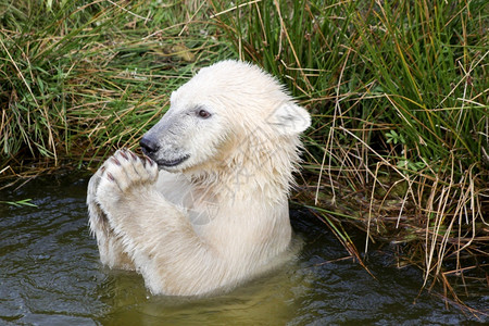 丹麦白色的北极熊在水中玩耍冬天图片