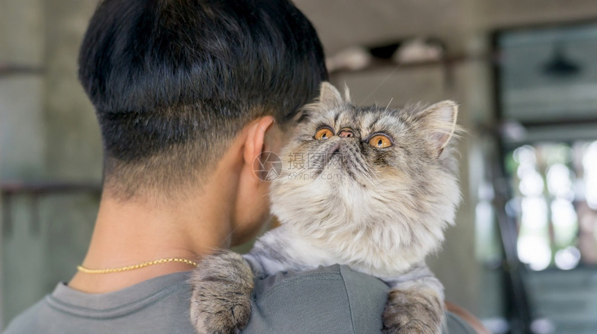 手指抓住男子携带灰色条纹波斯猫小图片