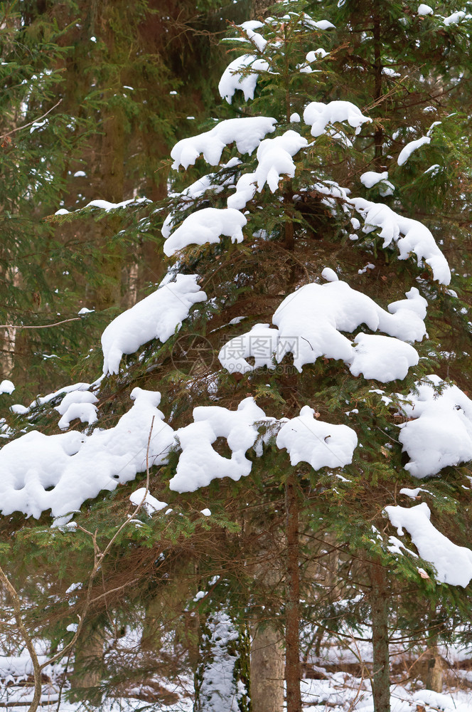 雪在云杉的树枝上在冬天的森林里云杉在冬天的森林里雪在云杉的树枝上条美丽户外图片