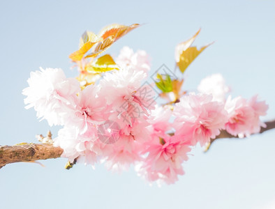 日本粉红樱花图片