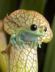 宠物白粉厂的马龙眼树蛙坐野生动物图片