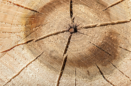 带有裂缝的烟花剪切原木摘要背景树抽象的日志图片