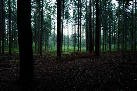 黑暗的植物群下完雨后Scheleberg森林中的松树维卢韦图片