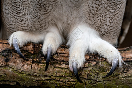 自然羽毛靠近西伯利亚鹰猫的爪子布博企鹅比目鱼捕食者图片