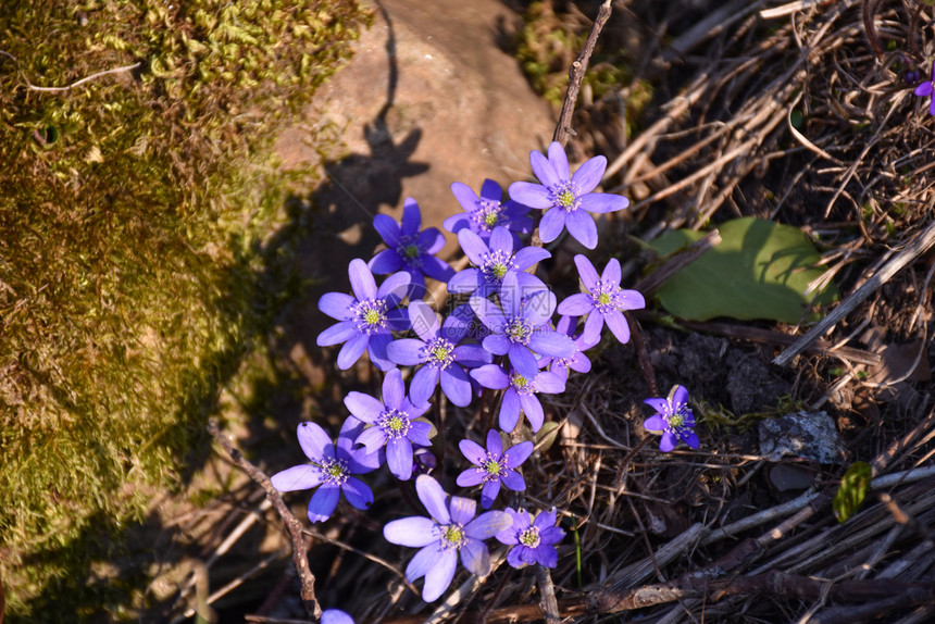 开花奥兰春庆标志配有美丽的一团花朵蓝葵愉快图片