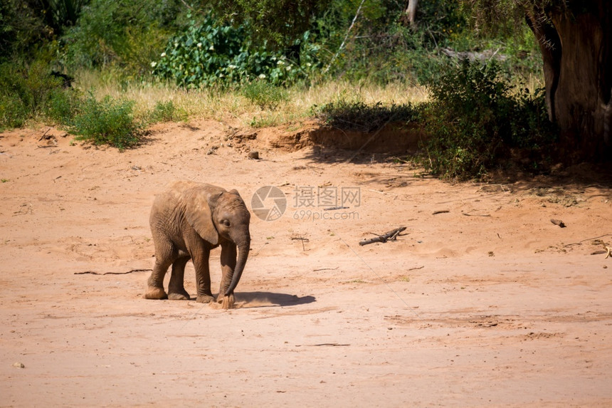 一只小象站在河岸上一只小象站在河岸上年轻的哺乳动物白色图片