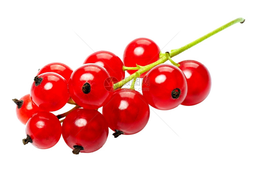 素食主义者甜点浆果红色草原白底孤立的红莓分枝健康图片