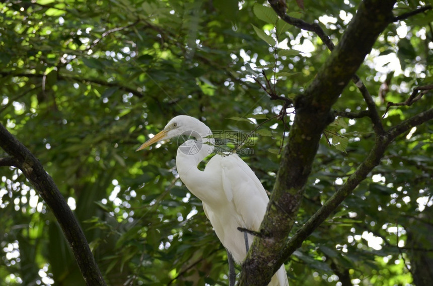 坐着大白鹭在树顶上的大食羊鸟图片