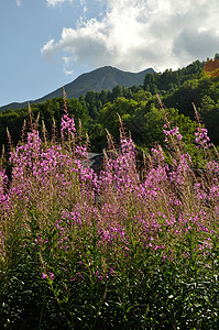 高山在阿尔卑斯的瓦鲁里被放火草地夏天图片