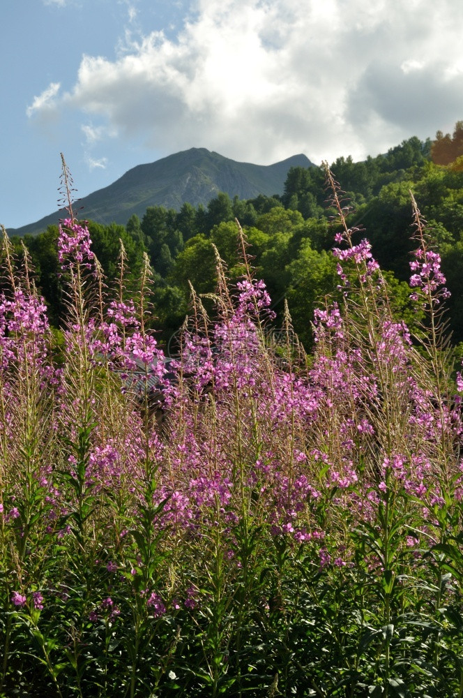 在阿尔卑斯山的瓦鲁里被放火紫色的花朵荒野图片