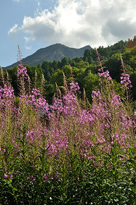 在阿尔卑斯山的瓦鲁里被放火紫色的花朵荒野图片