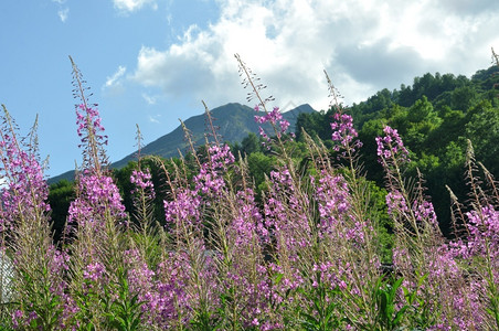 在阿尔卑斯山的瓦鲁里被放火美丽高山野花图片