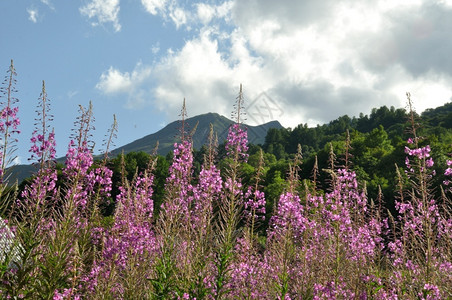 开花场景美丽的在阿尔卑斯山瓦鲁里被放火图片