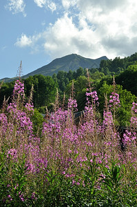 柳科植物群在阿尔卑斯山的瓦鲁里被放火绽图片