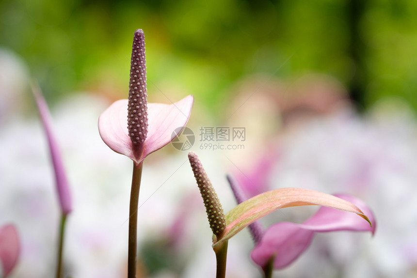 粉色的美丽红或火烈鸟花在有软泡布背景的花园中开选择焦点和模糊图片