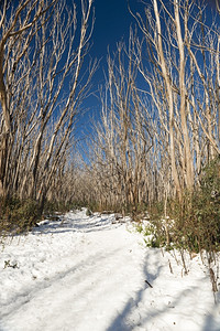 晴天寒冷的阳光明媚一天澳洲雪地上有覆盖的裸树湖图片