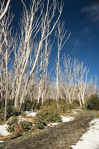 霜阳光明媚的一天澳洲雪地上有覆盖的裸树冬天白色图片