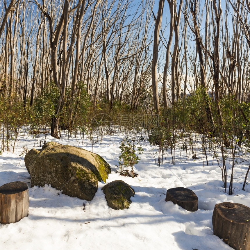 晴天阳光明媚的一澳洲雪地上有覆盖的裸树自然乡村图片