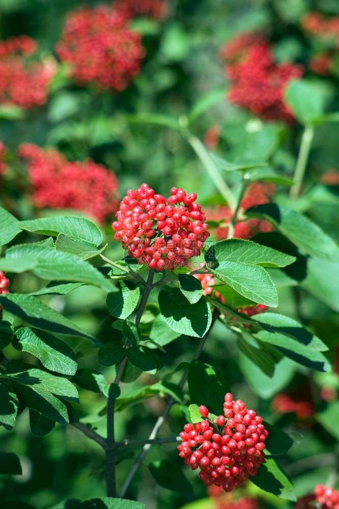 季节森林207年8月新西伯利亚公园RipeArrowwood浆果八月图片